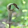 5 JACK IN THE PULPIT Arisaema Triphyllum Native Shade Flower Seeds