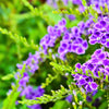10 GOLDEN DEWDROP Duranta Erecta Repens Golden Foliage Blue Violet Purple White Flower Orange Ornamental Berry Shrub Seeds