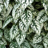 10 Hypoestes Phyllostachya Seeds – Dwarf White Splash Select
