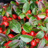 20 Creeping WINTERGREEN / TEABERRY Gaultheria Procumbens Evergreen Flower Seeds