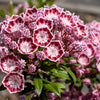 50 MOUNTAIN LAUREL White Pink Red Kalmia Latifolia Shrub Bush Seeds