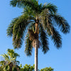 10 Florida ROYAL PALM Roystonea Regia Tree Houseplant Seeds