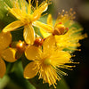 Great Saint Johns Wort Seeds – St John's Hypericum Pyramidatum Yellow Flower Herb' – photo 2