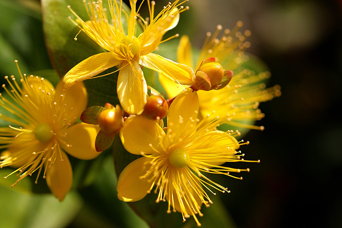 Great Saint Johns Wort Seeds – St John's Hypericum Pyramidatum Yellow Flower Herb' – photo 2