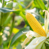 60 YELLOW CORN ' Early Xtra Sweet ' Zea Mays Vegetable Seeds