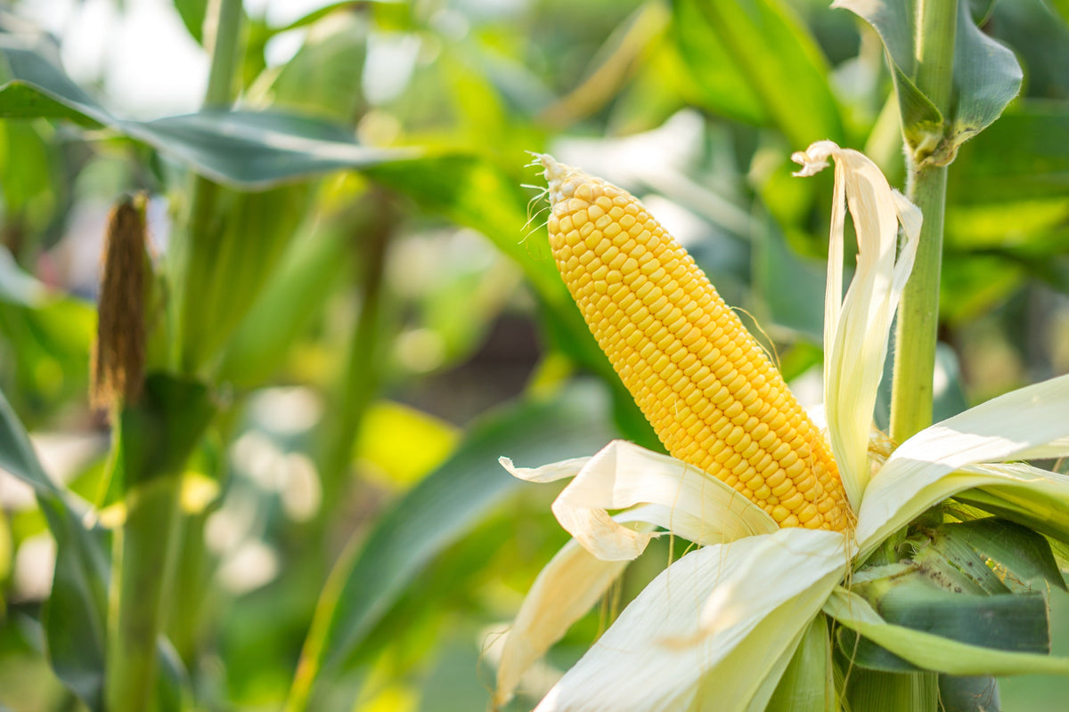 Yellow Corn Seeds – ' Early Xtra Sweet ' Zea Mays Vegetable – photo 3