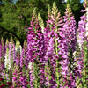 Foxglove Excelsior Mix Seeds – Digitalis Purpurea Mixed Colors Flower