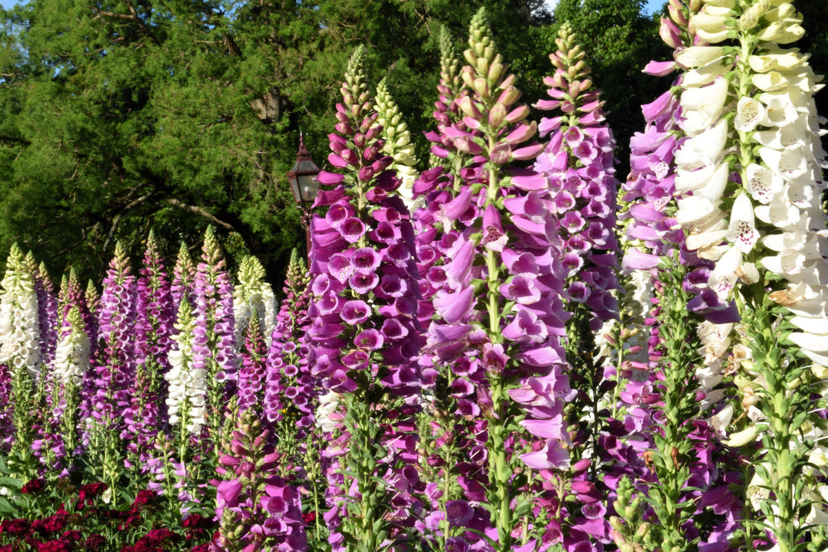 Foxglove Excelsior Mix Seeds – Digitalis Purpurea Mixed Colors Flower