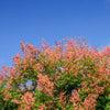 10 DWARF GOLDEN RAIN TREE Koelreuteria Paniculata Nana Yellow Flower Seeds