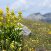 30 GREAT YELLOW GENTIAN Gentiana Lutea Herb Flower Seeds