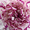 50 PICOTEE MIX CARNATION Dianthus Caryophyllus Double Bicolor Striped Flower Seeds