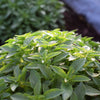 200 SPICY GLOBE BASIL Ocimum Basilicum Herb Flower Seeds