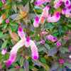 Flamingo Feather Wheat Celosia Spicata Pink & White Flower Seeds – photo 10