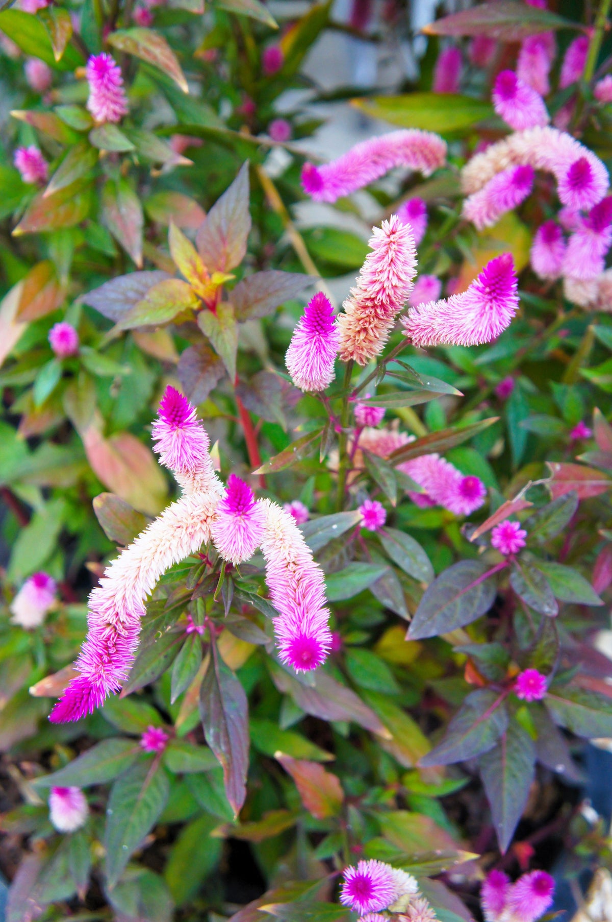 Flamingo Feather Wheat Celosia Spicata Pink & White Flower Seeds – photo 10