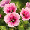 10 VULCAN MALOPE Trifida / Mallowwort / Mallow Flower Seeds