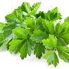 100 FIESTA Green CILANTRO / CORIANDER Coriandrum Sativum Herb Vegetable Seeds