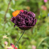 Black Peony Poppy Seeds – Papaver Peoniflorum Flower – photo 4