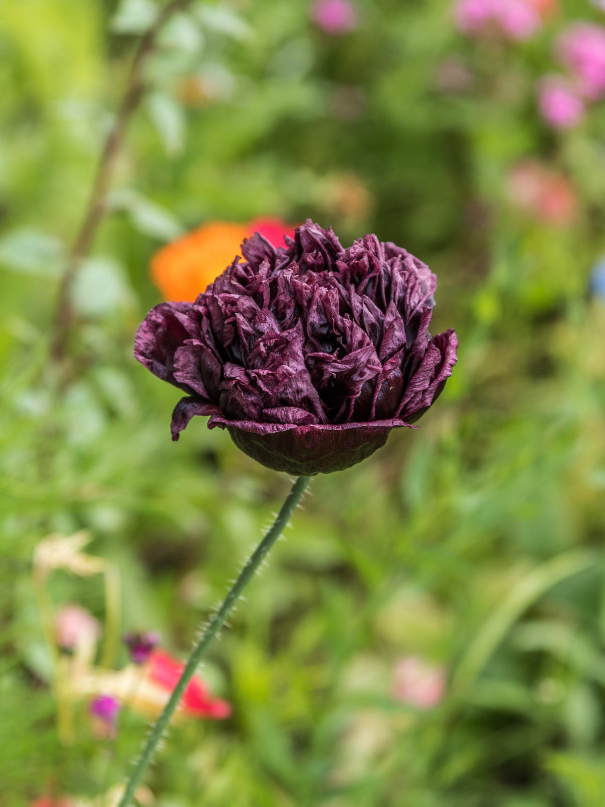 Black Peony Poppy Seeds – Papaver Peoniflorum Flower – photo 4