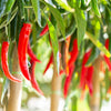 300 THIN CAYENNE PEPPER Hot Chili Long Green Red Slim Capsicum Vegetable Seeds