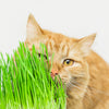 500 Organic CAT GRASS WHEAT Grass Pet Grass Wheatgrass Catgrass Triticum Aestivum Seeds