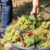 30 WINE GRAPE Vitis Viniferia Domestic Mixed Colors Fruit Vine Seeds