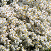 100 PEARLY EVERLASTING Anaphalis Margaritacea Fragrant Butterfly Flower Seeds