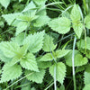 200 STINGING NETTLE Urtica Dioica (aka Common, California, or Bull Nettle / Tread Softly) Flower Seeds