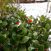 20 Creeping WINTERGREEN / TEABERRY Gaultheria Procumbens Evergreen Flower Seeds