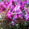 30 Purple LOCOWEED CRAZYWEED Oxytropis Lambertii Native Flower Seeds