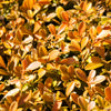 40 LITTLELEAF BOXWOOD Korean Buxus Microphylla Koreana Shrub Seeds