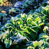 500 Dutch CORN SALAD Lambs Lettuce Valerianella Locusta Herb Vegetable Seeds