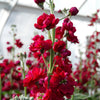 50 Crimson RED STOCK Matthiola Incana Ten-Week Gillyflower Seeds
