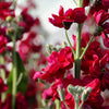 50 Crimson RED STOCK Matthiola Incana Ten-Week Gillyflower Seeds