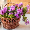 20 DOUBLE MIX PETUNIA Floribunda Red Pink Purple Flower Seeds