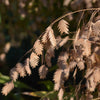 River Oats Seeds – (Northern Sea Oats / Inland Oats) Ornamental Uniola Latifolia Grass – photo 9