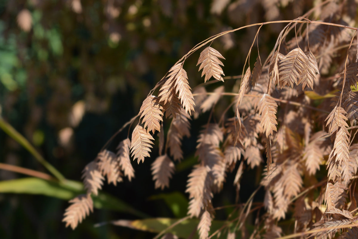 River Oats Seeds – (Northern Sea Oats / Inland Oats) Ornamental Uniola Latifolia Grass – photo 9