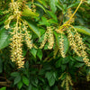 50 LILY Of The VALLEY TREE Sourwood Sorrel Oxydendrum Arboreum Flower Seeds