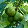 30 COMMON Edible FIG TREE Ficus Carica Purple Brown Skin Pink Flesh Fruit Seeds