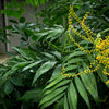 15 PARLOR PALM Neanthe Bella Palm Chamaedorea Elegans Tree Houseplant Seeds