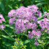 5 COLUMBINE MEADOW RUE Thalictrum Aquilegifolium Purple Pink Flower Seeds