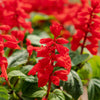 400 SCARLET SAGE (Lady-In-Red Salvia / Blood Sage / Red Texas Sage) Salvia Coccinea Flower Seeds