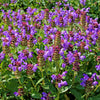 100 HEAL ALL Self Heal Prunella Vulgaris Purple Herb Flower Seeds