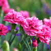 50 PINK ROSE CARNATION Dianthus Caryophyllus Grenadin Double Flower Seeds