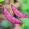 Ruby Moon Hyacinth Bean Seeds – Lablab Purpureus Blue Purple White Flower Ornamental Vine – photo 4