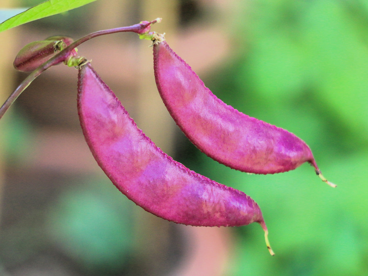 Ruby Moon Hyacinth Bean Seeds – Lablab Purpureus Blue Purple White Flower Ornamental Vine – photo 4