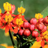 100 SUNSET MILKWEED Asclepias Curassavica Scarlet Blood Flower Red Orange Butterfly Weed Seeds