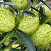 10 BALLOON MILKWEED Hairy Balls Butterfly Weed Asclepias Gomphocarpus Physocarpus Monarch Flower Seeds