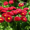 100 MIXED Colors ENGLISH DAISY Bellis Perennis Flower Seeds