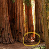 40 GIANT SEQUOIA Sequoiadendron Giganteum Sierra Redwood Tree Seeds