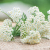 1000 WHITE YARROW Achillea Millefolium Flower Seeds